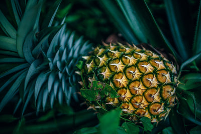 Pineapple Leather - an innovative natural textile made from waste pineapple leaf fibre
