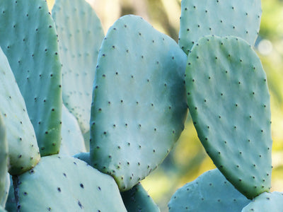 Cactus Leather - the perfect balance between sustainability and performance