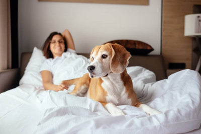 Seven Dog-Friendly UK Hotels