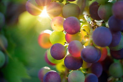 Grape Leather - The Vegan Wine Fabric