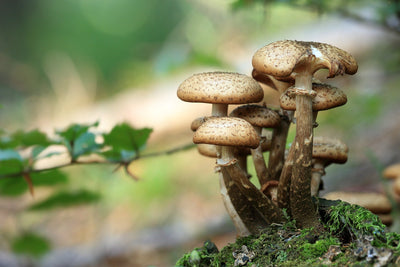 Mushroom Leather and how it is made